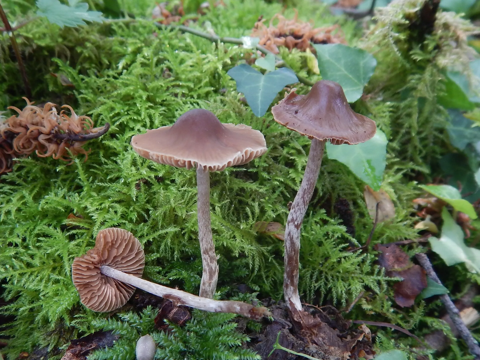 Naucoria bohemica, 23-05-31